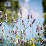 Ξενοδοχείο Oasi Μαλτσεζίνε