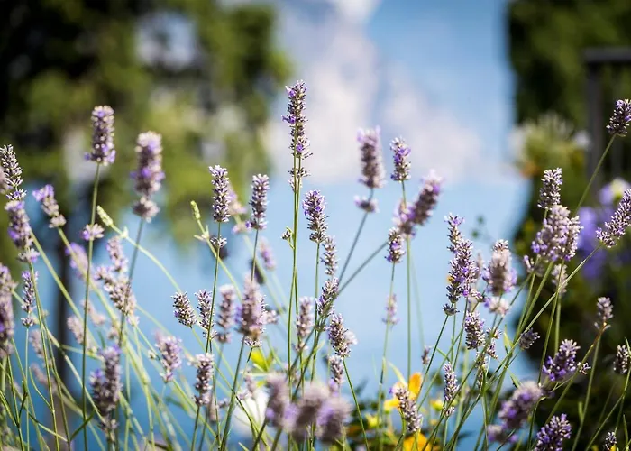 Hotel Oasi Malcesine