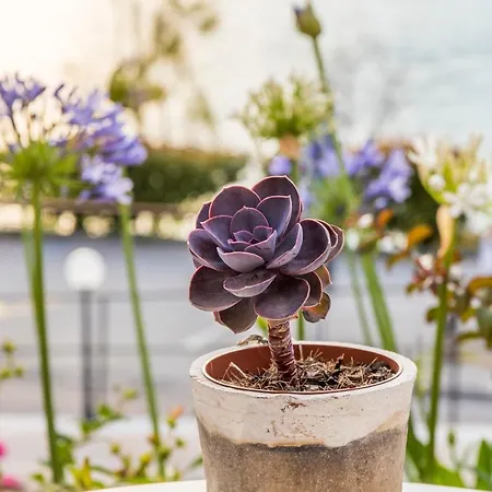 Oasi מאלצ'סינה